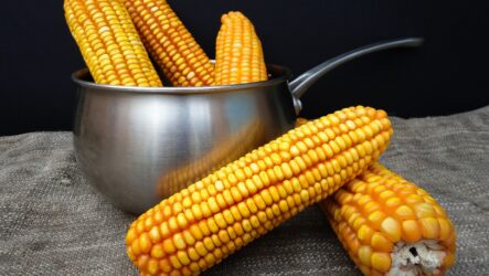 Как и сколько варить кукурузу?
